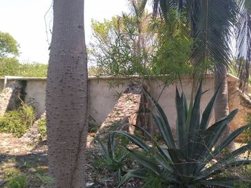 VENTA DE RANCHO PARA GANADERIA O FRACCIONAR EN CARRETERA A TIXKOKOB, YUCATÁN
