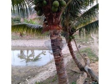 se vende finca en San Vicente -Briceño