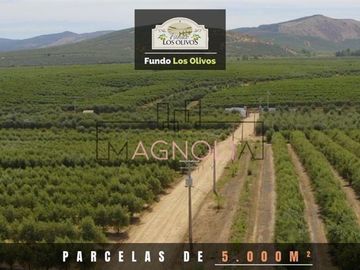 Sitio en Venta en Parcela en Fundo Los Olivos de Quepo