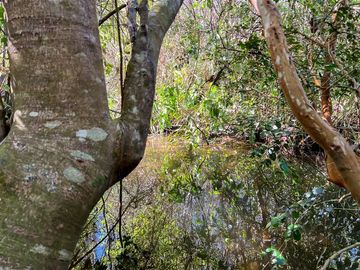 Parcela en Venta en Terreno Futrono Orilla al Estero (Cerco perimetral gratis)