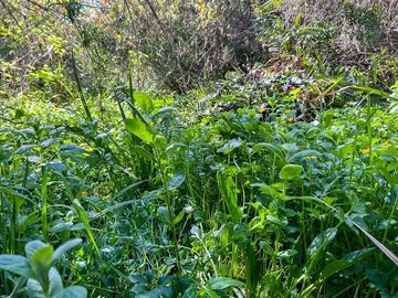 Parcela en Venta en Terreno Futrono Orilla al Estero (Cerco perimetral gratis)