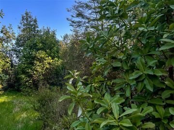 Parcela en Venta en Terreno Futrono Orilla al Estero (Cerco perimetral gratis)