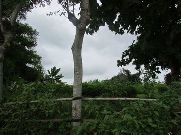 Tanah SIAP BANGUN di Mangunharjo. Cocok untuk perumahan