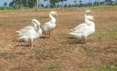 Land For Sale in ETON City Santa Rosa Laguna near Greenfield,Paseo, Nuvali, Cabuyao,Enchanted Batangas,Tagaytay,Alabang