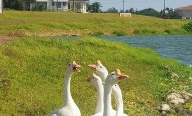 Land For Sale in ETON City Santa Rosa Laguna near Greenfield,Paseo, Nuvali, Cabuyao,Enchanted Batangas,Tagaytay,Alabang
