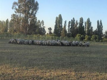 Agrícola en Venta en Parral