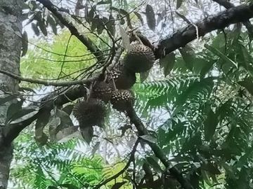 Tanah kemuning ada aliran jernih 900m 1.125M nego