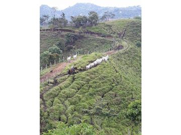 VENTA DE FINCA EN VEREDA PARAMILLO, FRESNO, TOLIMA