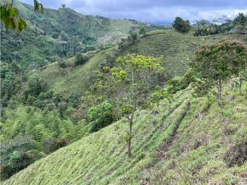 VENTA DE FINCA EN VEREDA PARAMILLO, FRESNO, TOLIMA