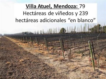 Campo en Venta San Rafael Mendoza