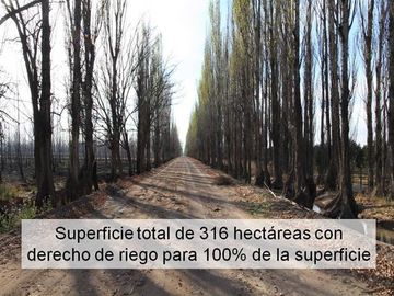 Campo en Venta San Rafael Mendoza