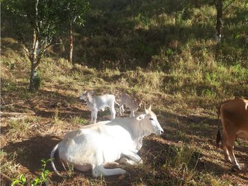 Se Vende Finca en Gualaca, 4.3 has