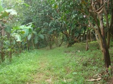 For sale: 3.49 Hectare Farm in San Mateo, Rizal