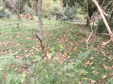 VENTA de FINCAS en MEDELLIN