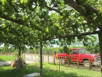 (D)TERRENO QUILMANA  FUNDO CON CULTIVO 160,000 M2