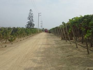 (D)TERRENO QUILMANA  FUNDO CON CULTIVO 160,000 M2