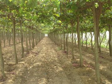 (D)TERRENO QUILMANA  FUNDO CON CULTIVO 160,000 M2
