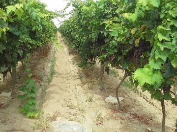 (D)TERRENO QUILMANA  FUNDO CON CULTIVO 160,000 M2