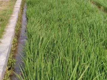 Tanah Di Lokasi Mainroad Jl Klaten Delanggu Juwiring Klaten