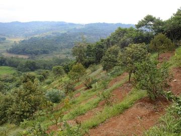 Kavling Kebun 45 Juta di Pesona Bukit Madani Bogor