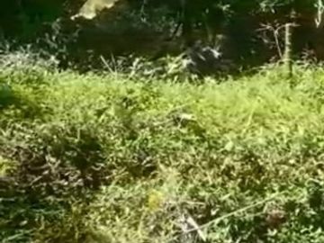8,5 Ha Kebun Ada Mata Air, Cisomang Barat, Cikalong Wetan, Bandung Barat