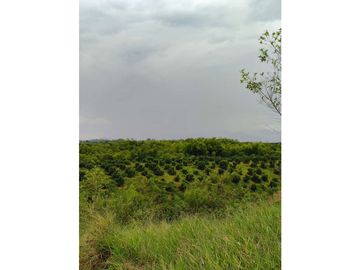 SE VENDE LOTE CAMPESTRE A 35 MINUTOS DE PEREIRA