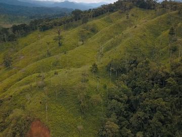 Vendo finca ganadera en Paquisha
