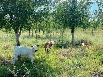 RANCHO AGRICOLA EN VENTA EN CADEREYTA