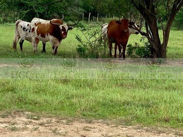 RANCHO AGRICOLA EN VENTA EN CADEREYTA