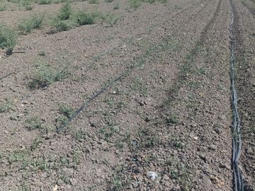 Terreno en Venta, en Cortazar, Gto.