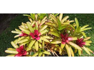 Venta Finca Montenegro Quindio COD: 6991887