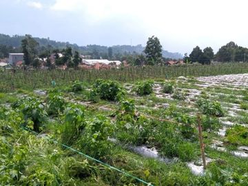 Hunian Murah Dan Elit Di Cisarua