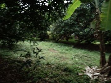 Mango Farm 1.4 Hectares Titled Land Parcels, w/2Br 1Ba Conc Farm House, Flat Terrain, Fully-fenced, Planted w/40 productive mango trees, bananas &