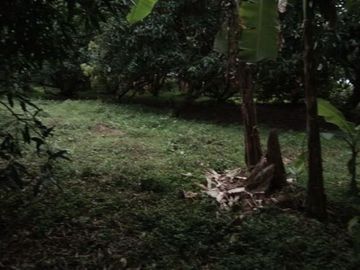 Mango Farm 1.4 Hectares Titled Land Parcels, w/2Br 1Ba Conc Farm House, Flat Terrain, Fully-fenced, Planted w/40 productive mango trees, bananas &