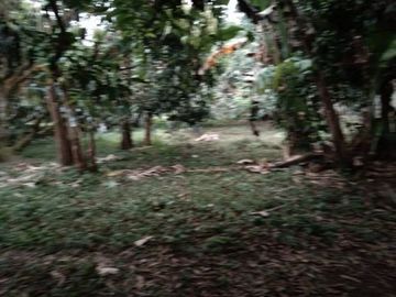 Mango Farm 1.4 Hectares Titled Land Parcels, w/2Br 1Ba Conc Farm House, Flat Terrain, Fully-fenced, Planted w/40 productive mango trees, bananas &