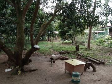 Mango Farm 1.4 Hectares Titled Land Parcels, w/2Br 1Ba Conc Farm House, Flat Terrain, Fully-fenced, Planted w/40 productive mango trees, bananas &