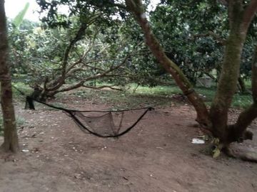 Mango Farm 1.4 Hectares Titled Land Parcels, w/2Br 1Ba Conc Farm House, Flat Terrain, Fully-fenced, Planted w/40 productive mango trees, bananas &