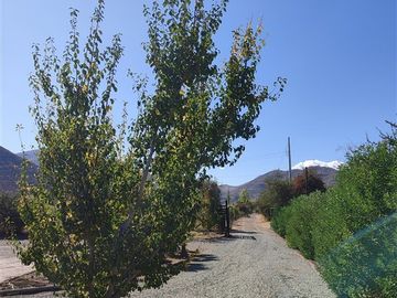 Parcela productiva con 900 nogales y derechos de agua