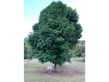 Se Vende Finca en Altos De Pacora $ 600 k AB
