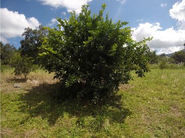 Se Vende Finca en Altos De Pacora $ 600 k AB
