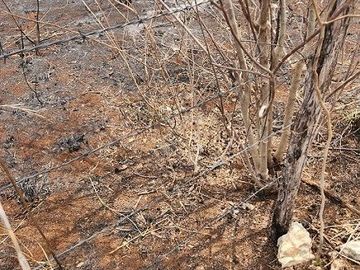 Terreno de 126 has en venta, Tizimin, Yuc., Buena Ubicación.