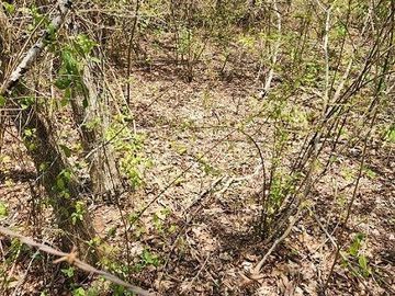 Terreno de 126 has en venta, Tizimin, Yuc., Buena Ubicación.