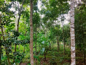 Tanah Murah Mojogedang Karanganyar