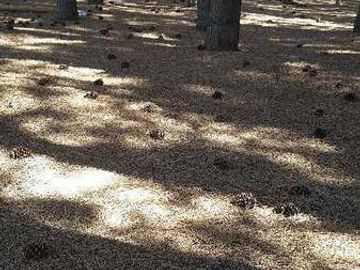Campo en Venta en San Carlos de Bariloche