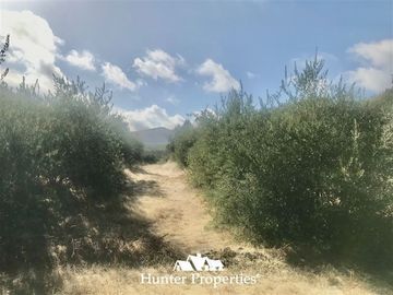 Sitio en Venta en camino pencahue sector Quepo hacia el norte