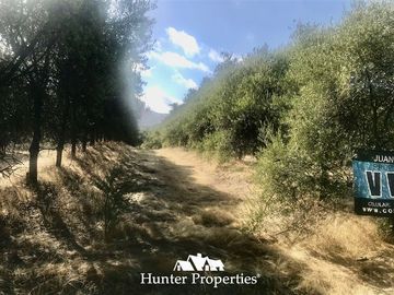 Sitio en Venta en camino pencahue sector Quepo hacia el norte