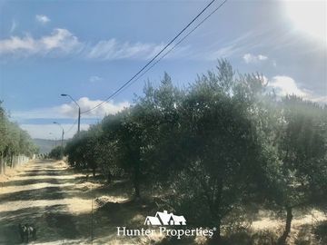 Sitio en Venta en camino pencahue sector Quepo hacia el norte
