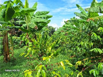 Venta Finca Montenegro Quindio COD: 7009206