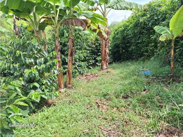 Venta Finca Montenegro Quindio COD: 7009206