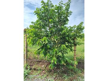 Venta Finca Montenegro Quindio COD: 7009206
